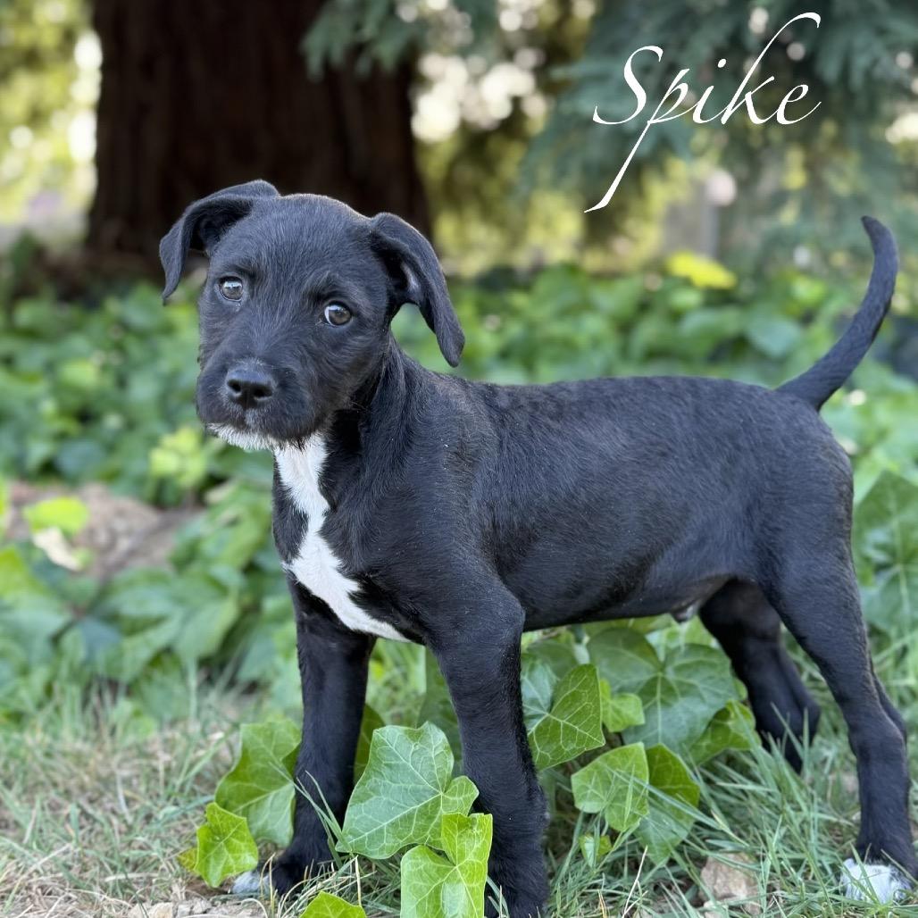 Enlarge Spike, a ADOPTABLE mixed breed in Orangevale, CA image 4/5