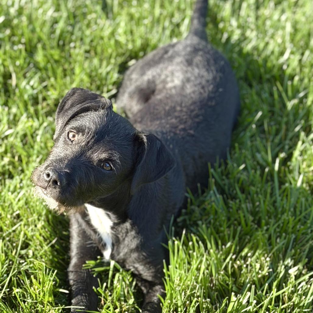 Enlarge Spike, an adoption pending mixed breed in Orangevale, CA image 1/6