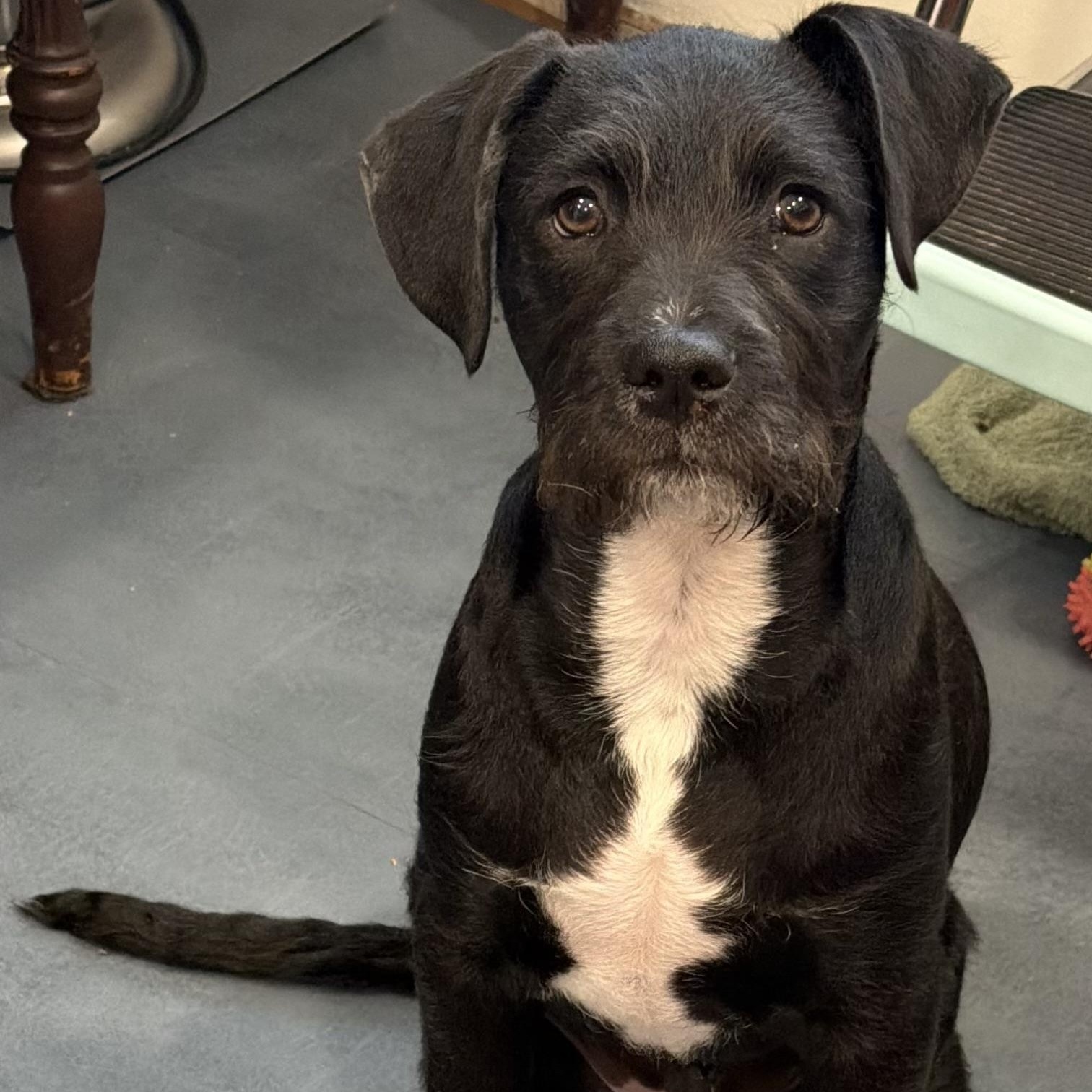 Enlarge Spike, an adoption pending mixed breed in Orangevale, CA image 3/6