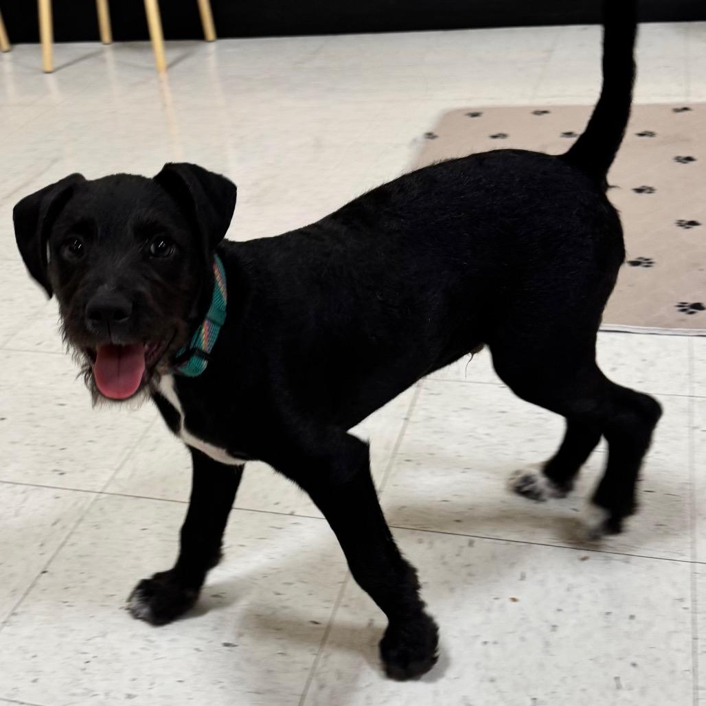 Enlarge Spike, an adoption pending mixed breed in Orangevale, CA image 2/6