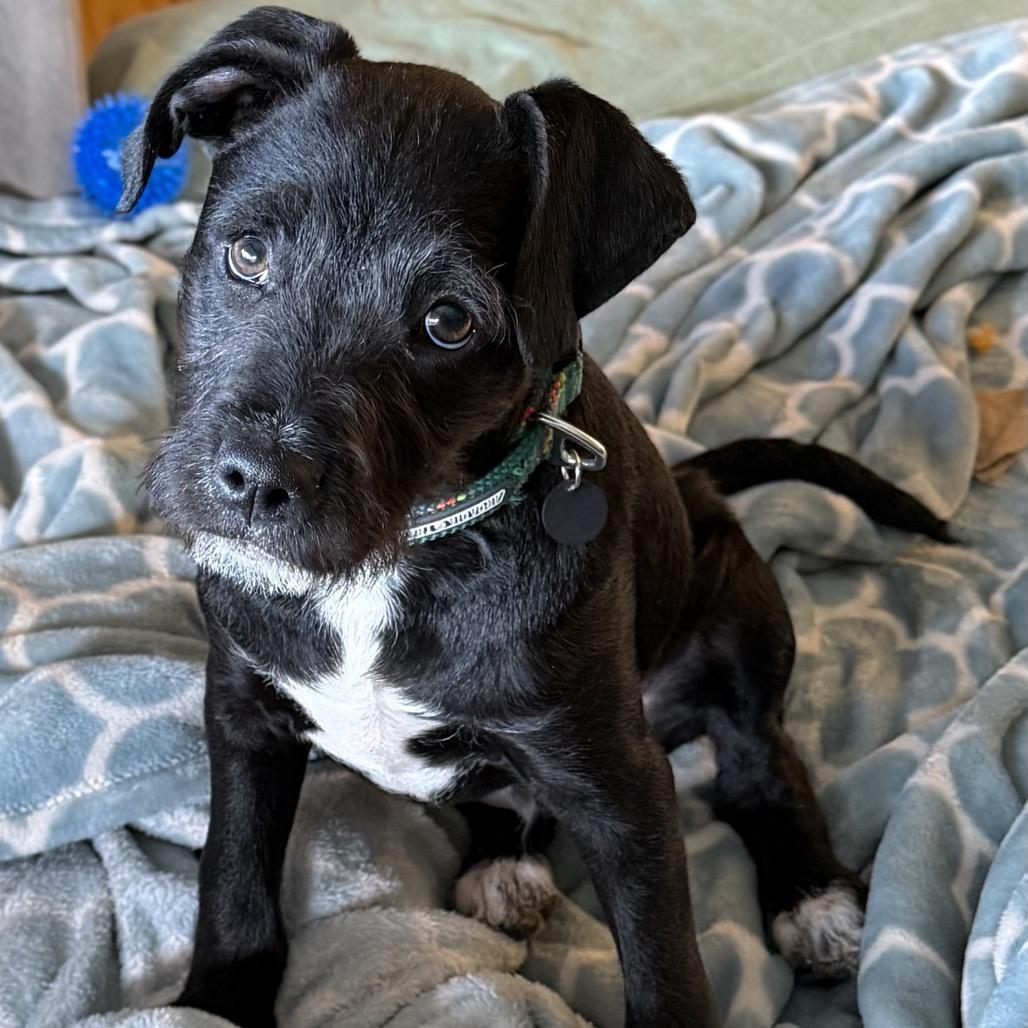 Enlarge Spike, a ADOPTABLE mixed breed in Orangevale, CA image 2/5