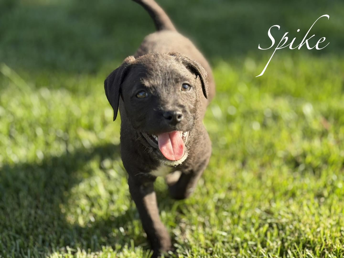 Spike, ADOPTABLE, Puppy Male Terrier.