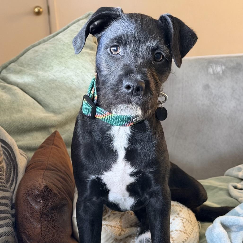 Enlarge Spike, a ADOPTABLE mixed breed in Orangevale, CA image 1/5