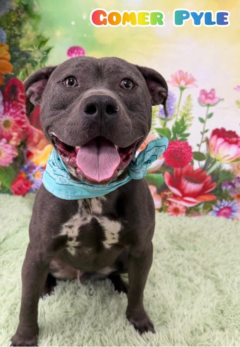 Enlarge Gomer Pyle, a ADOPTABLE Mixed Breed in Flint, MI image 1/1