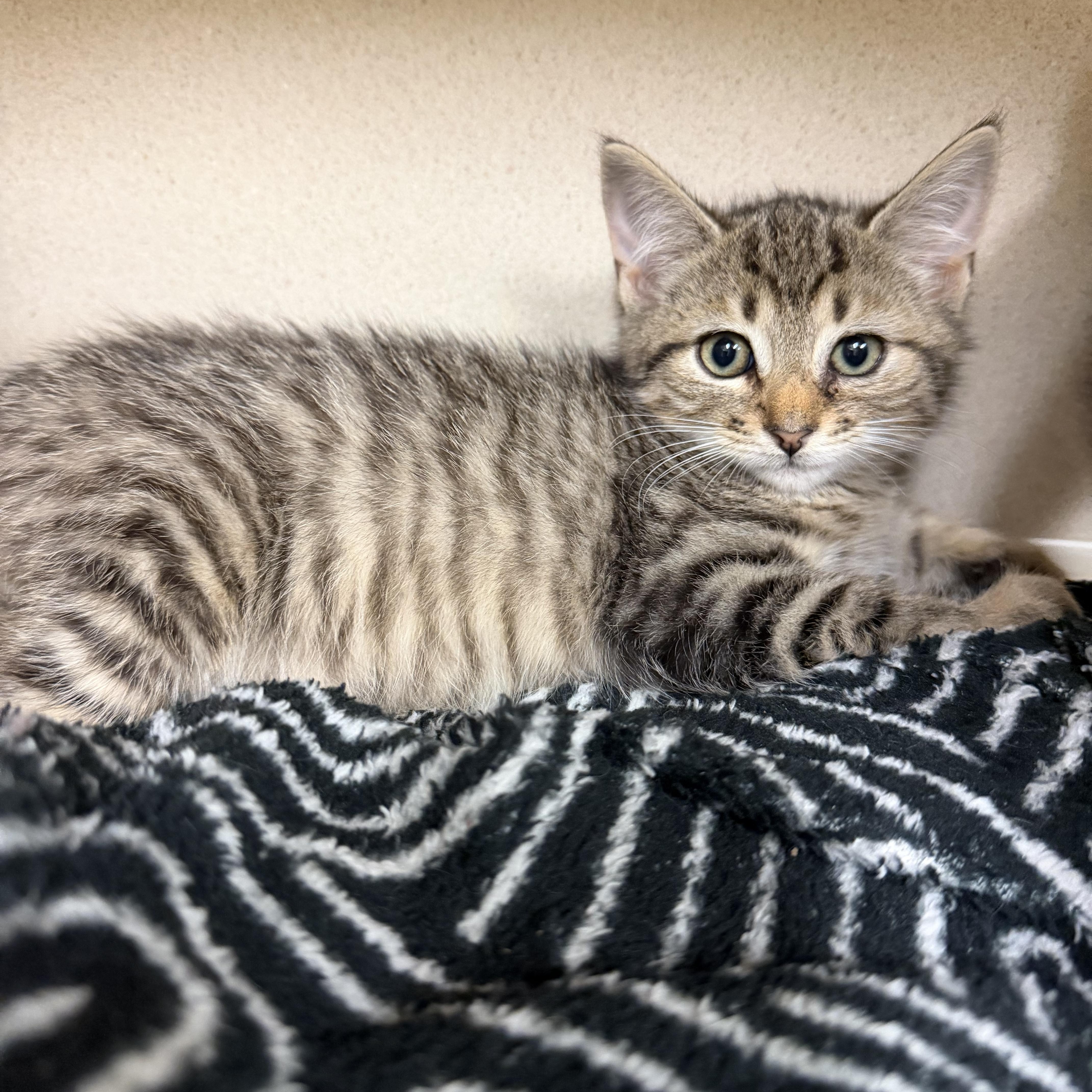 Sherman, Adoptable, Kitten Male Domestic Short Hair.