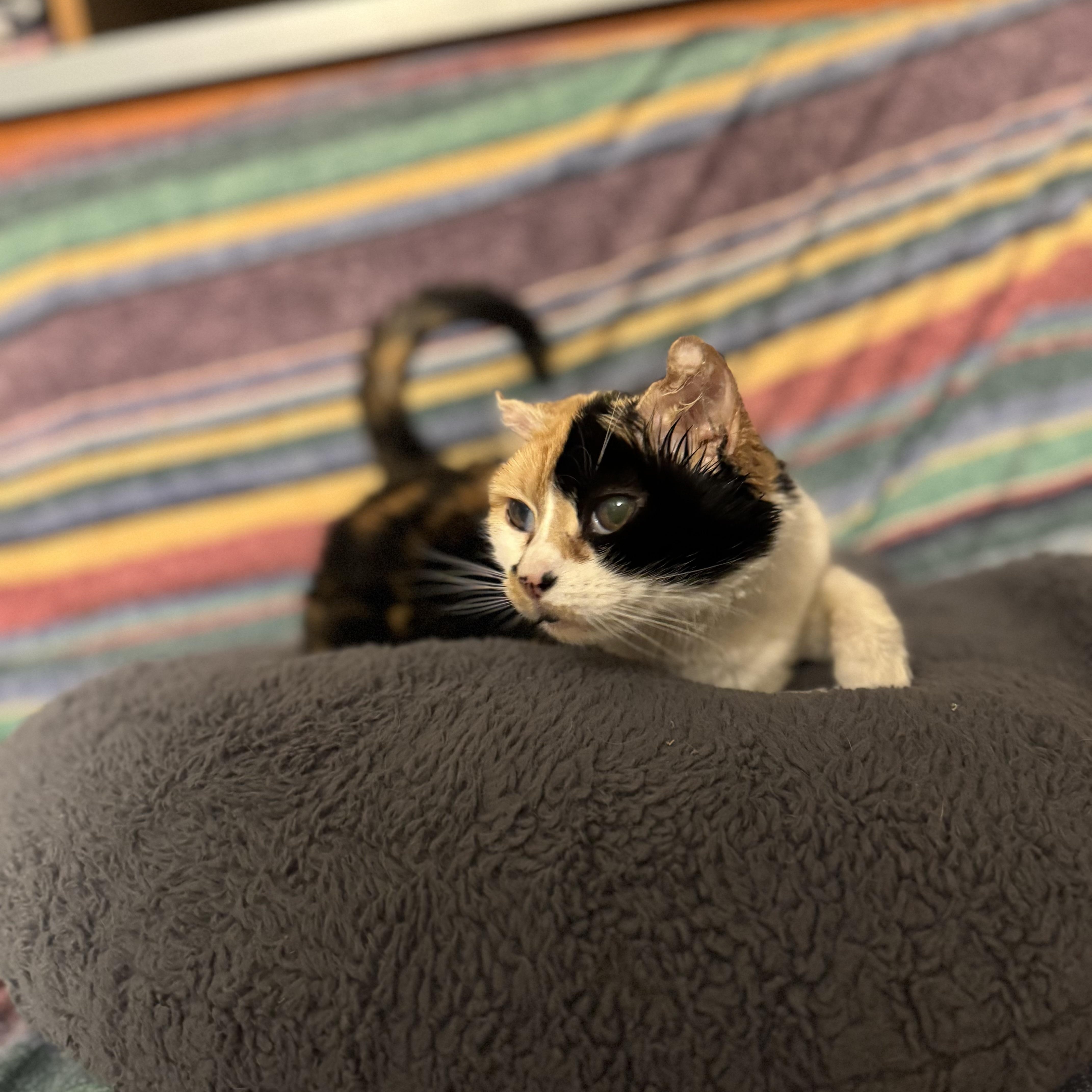 PIXIE PETUNIA photo 4