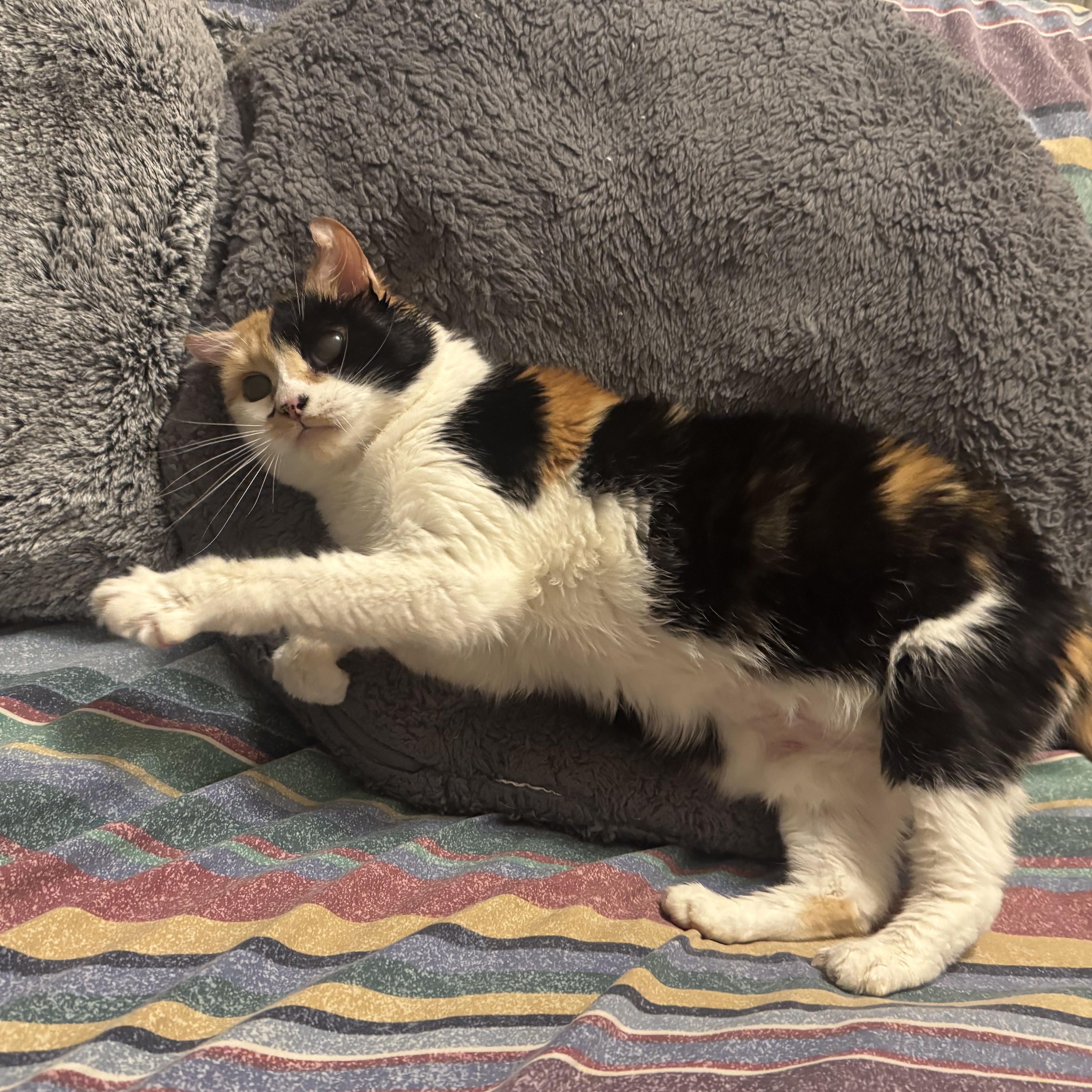 PIXIE PETUNIA, Adult Female unknown