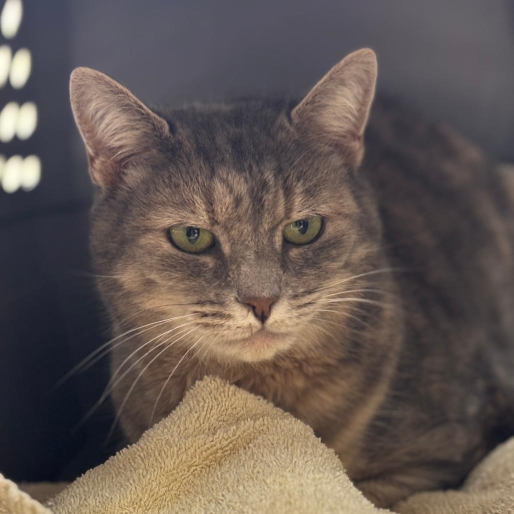Priya, Adoptable, Adult Female Domestic Short Hair.