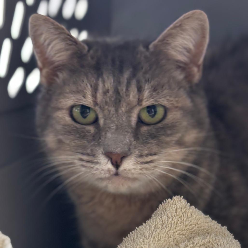 Priya, a Adoptable Domestic Short Hair in Mebane, NC image 2/2