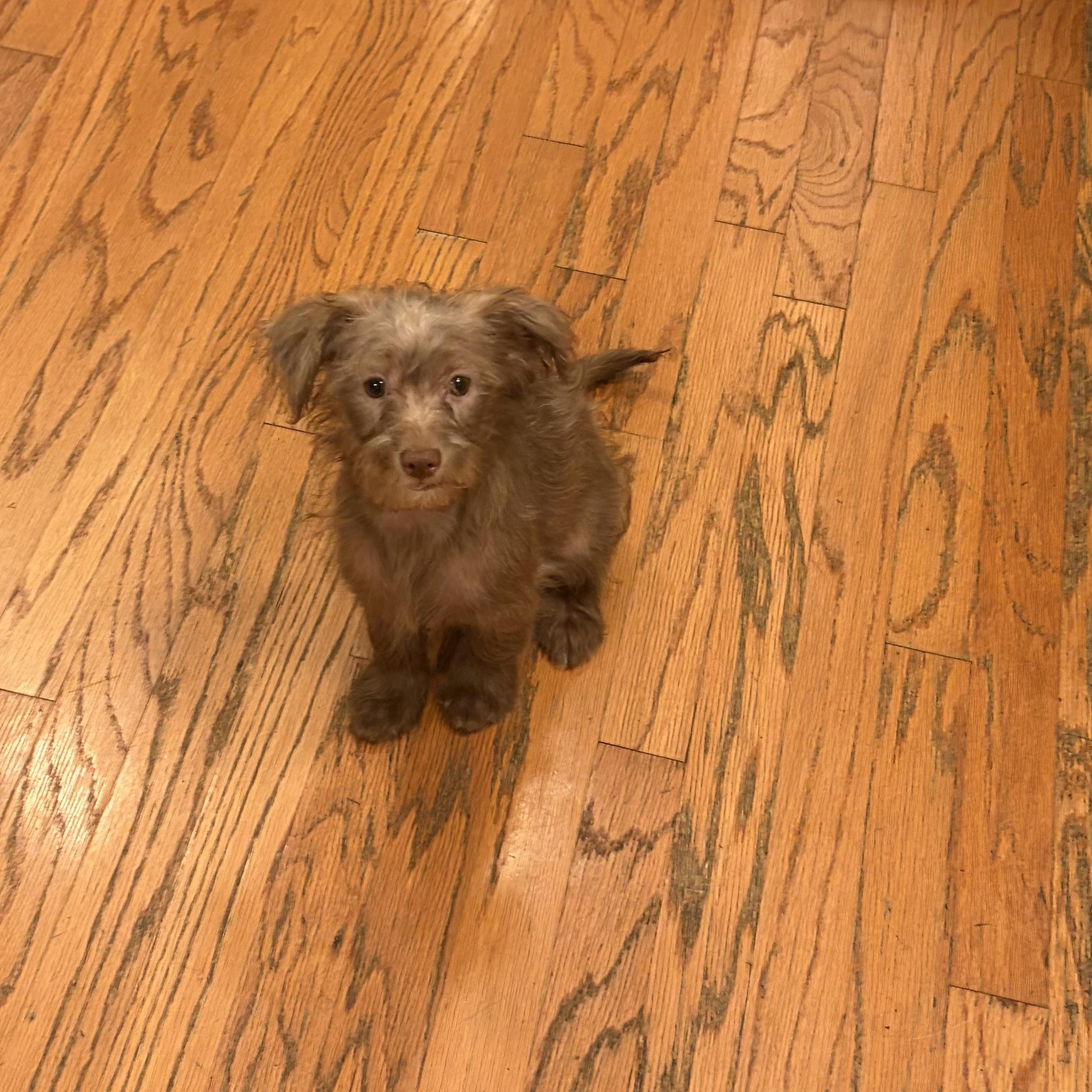 Enlarge BooBoo, a Adopted mixed breed in Naperville, IL image 3/3