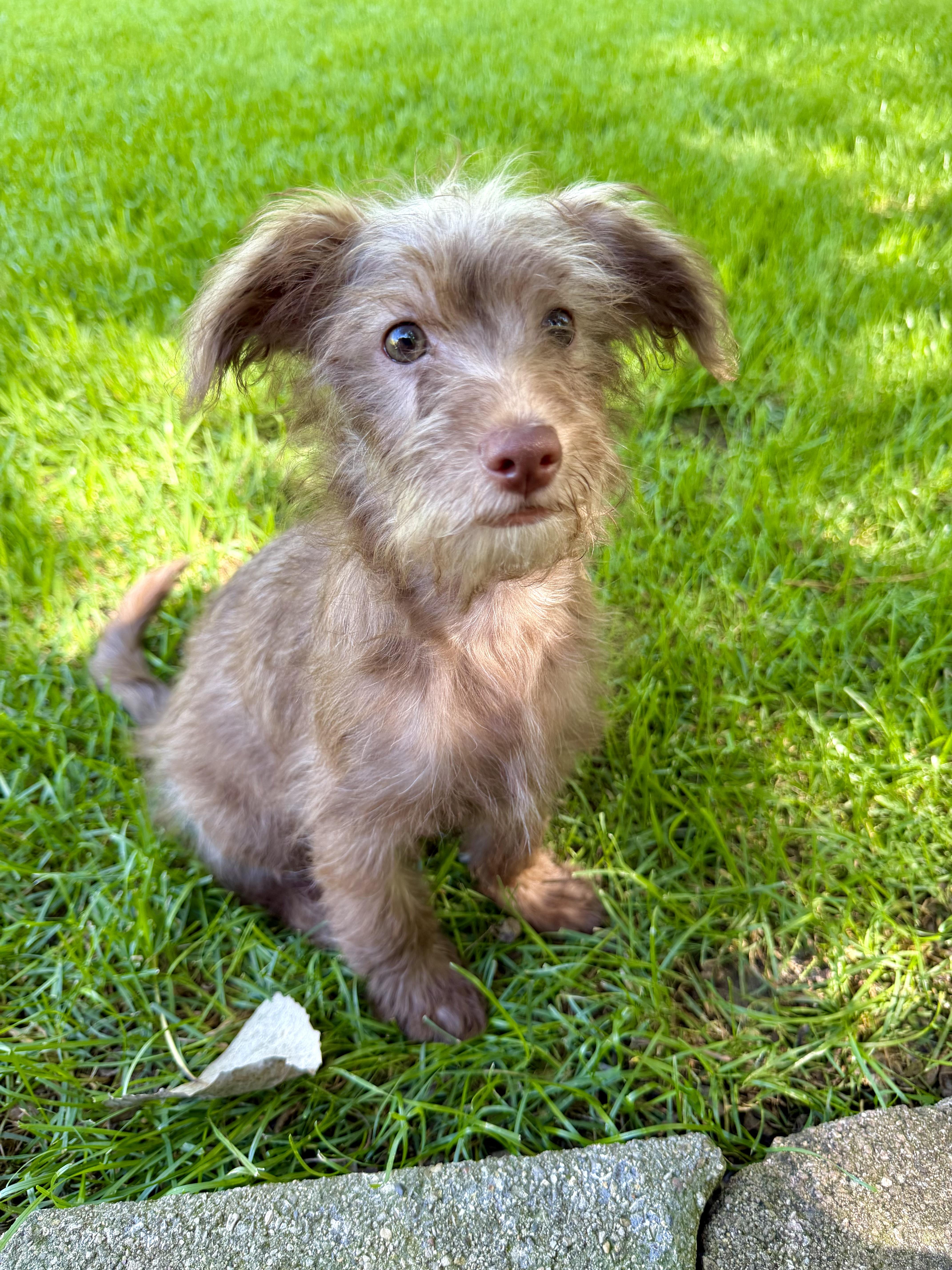 BooBoo, Adopted, Puppy Male Chihuahua & Shih Tzu.