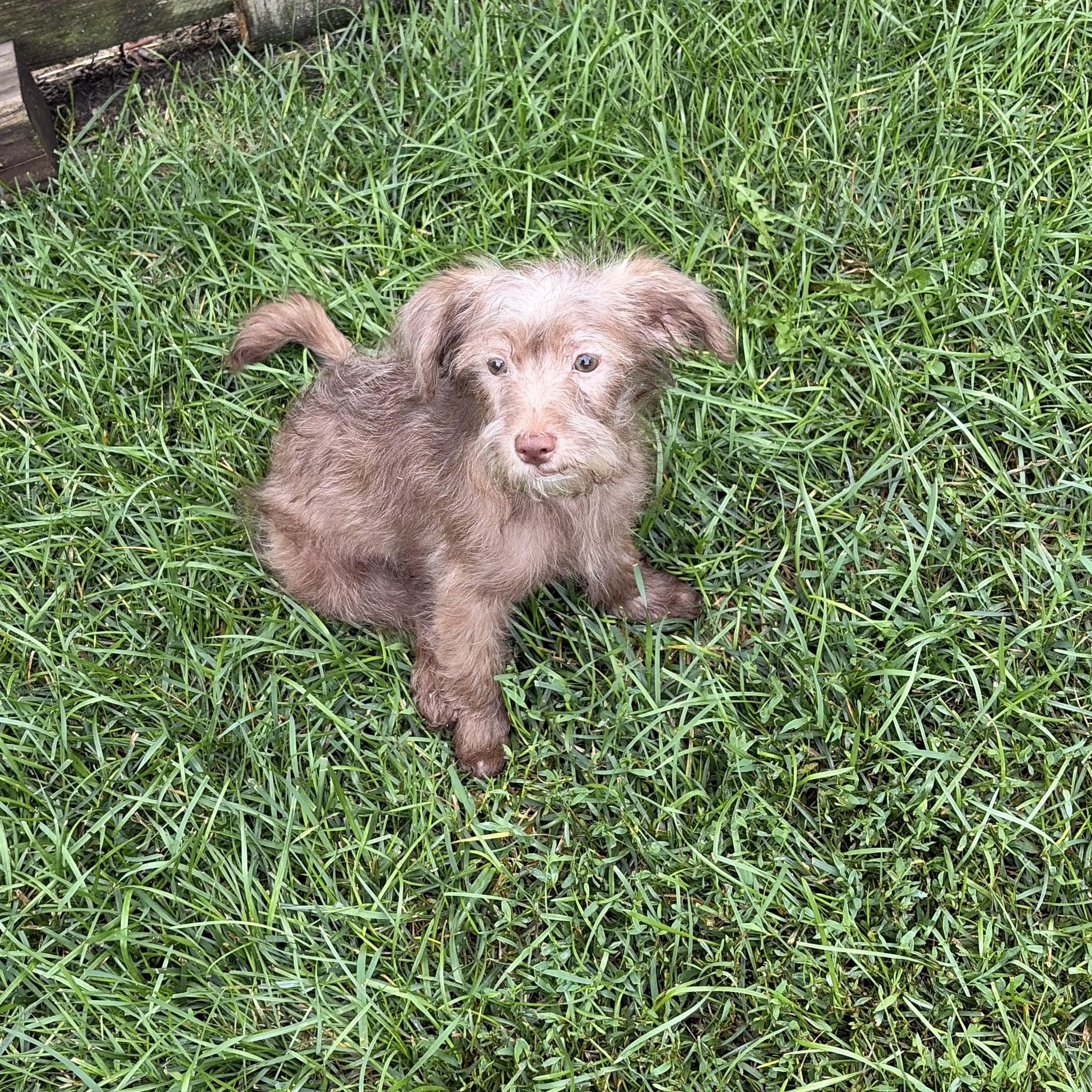 Enlarge BooBoo, a Adopted mixed breed in Naperville, IL image 2/3