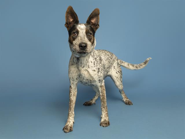BINGO, Adoptable, Young Female Australian Cattle Dog / Blue Heeler.