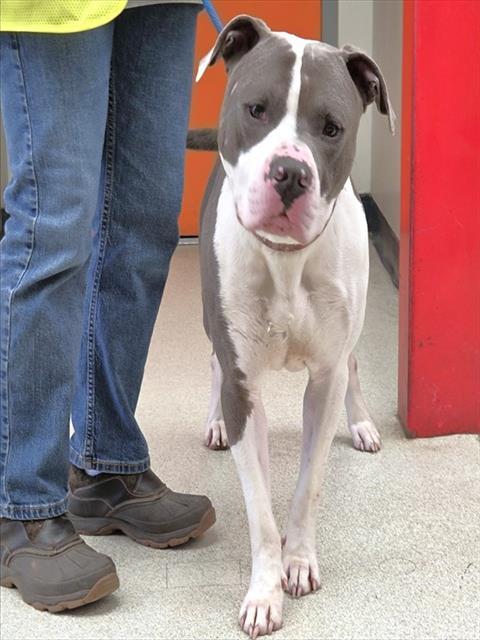 Enlarge CHARLIE, a Adoptable mixed breed in Anchorage, AK image 1/1