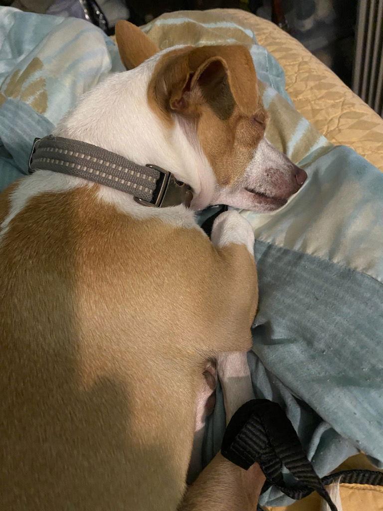 Jimmy, Adoptable, Young Male Chihuahua.