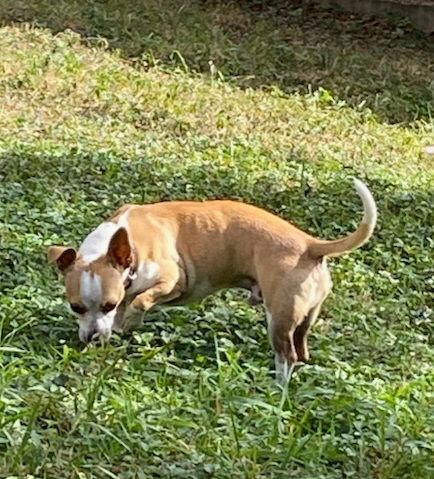 Enlarge Jimmy, a Adoptable Chihuahua in San Antonio, TX image 2/5