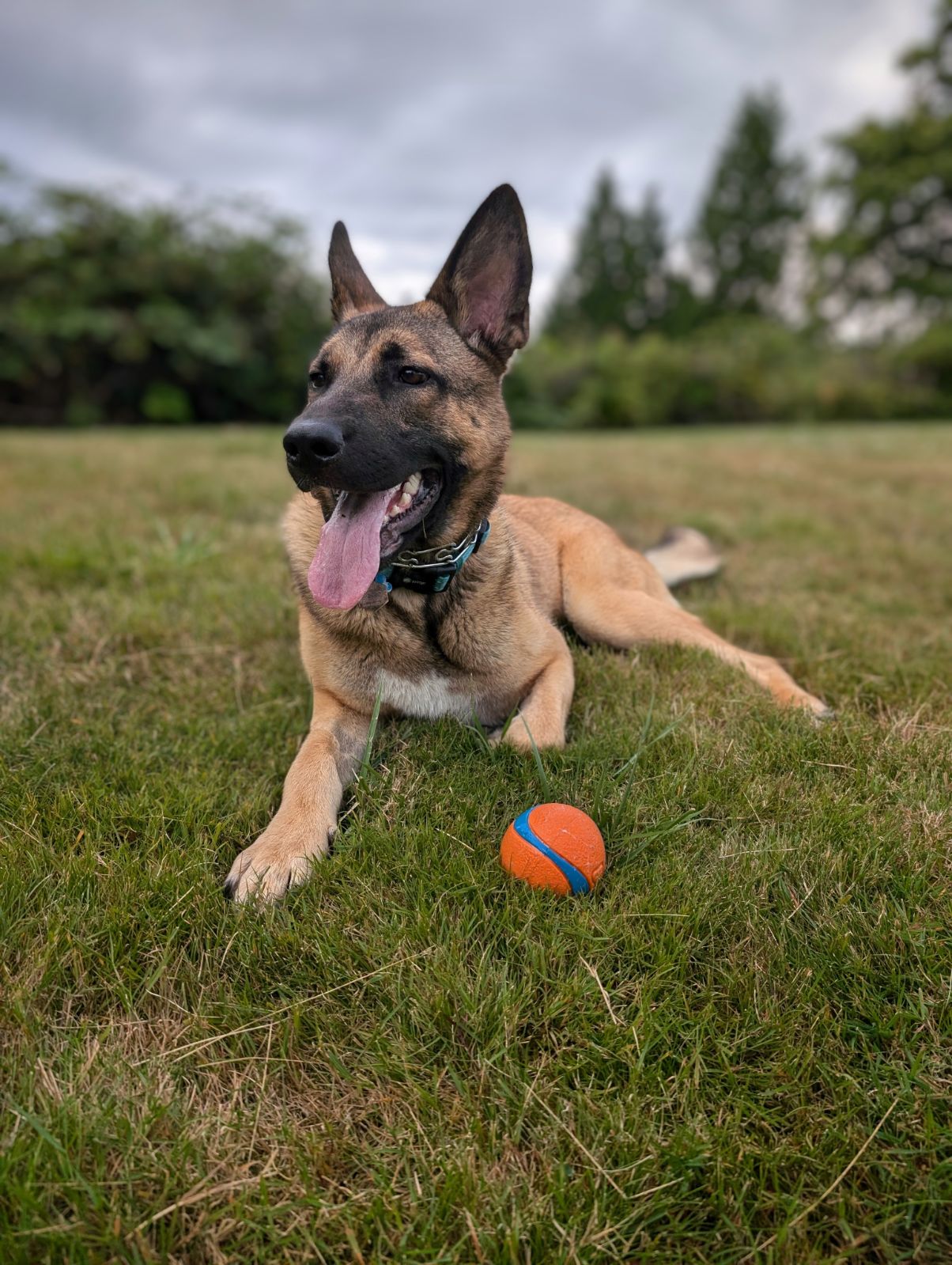 Dog for adoption Tally, a German Shepherd Dog & Belgian Shepherd