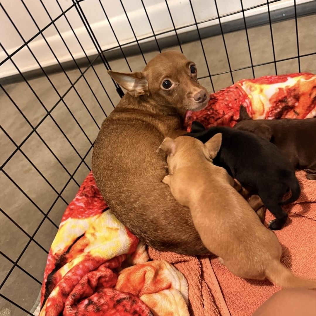 Luna, Adoptable, Adult Female Chihuahua.