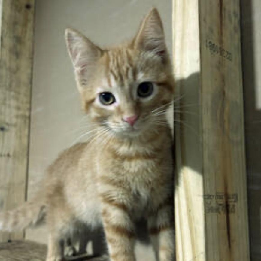 Tao, ADOPTABLE, Kitten Female Domestic Short Hair.