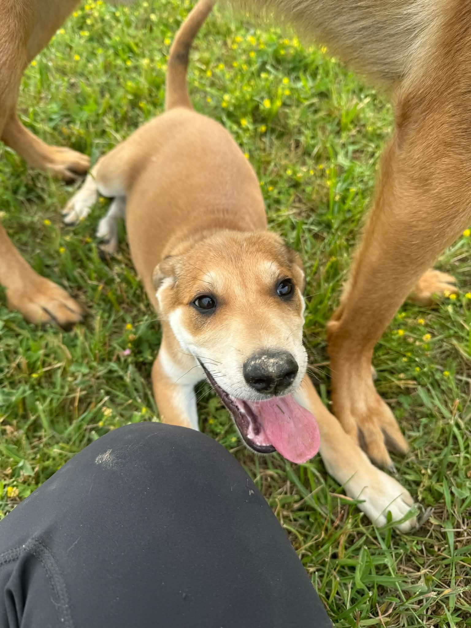 Elke (3mo, 15lbs), Adoptable, Puppy Female Hound & German Shepherd Dog.
