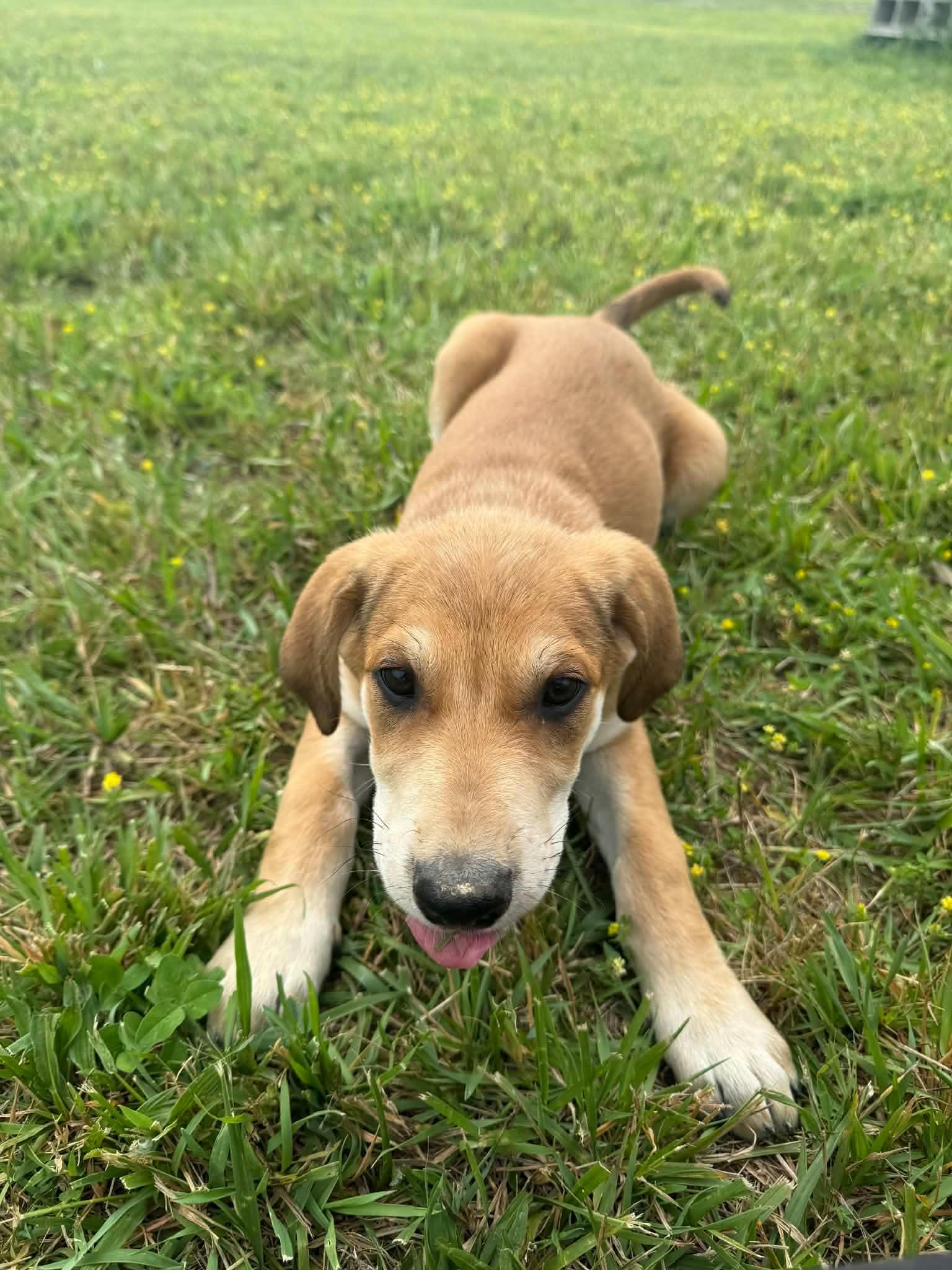 Enlarge Elke (3mo, 15lbs), a Adoptable mixed breed in Hinton, WV image 2/3