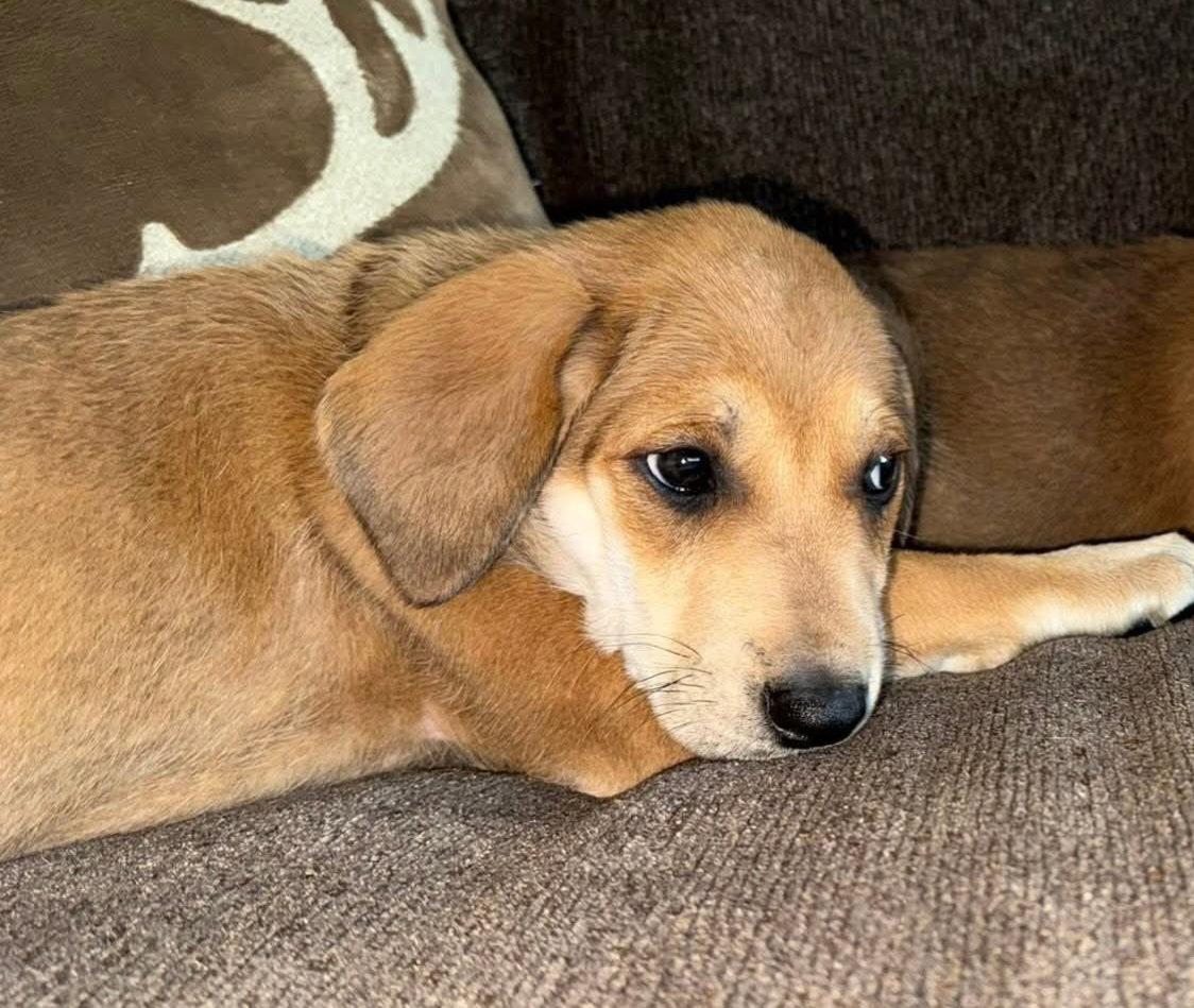 Enlarge Elke (3mo, 15lbs), a Adoptable mixed breed in Hinton, WV image 3/3