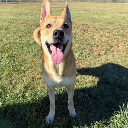 English, Adoptable, Adult Male Mixed Breed.