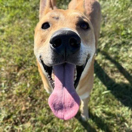 Enlarge English, a Adoptable Mixed Breed in Bristol, IN image 3/6