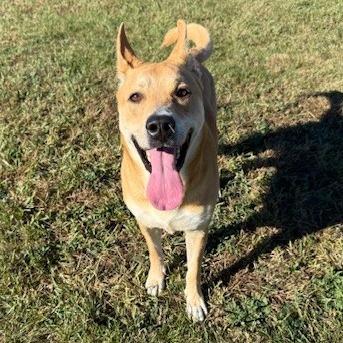 Enlarge English, a Adoptable Mixed Breed in Bristol, IN image 4/6