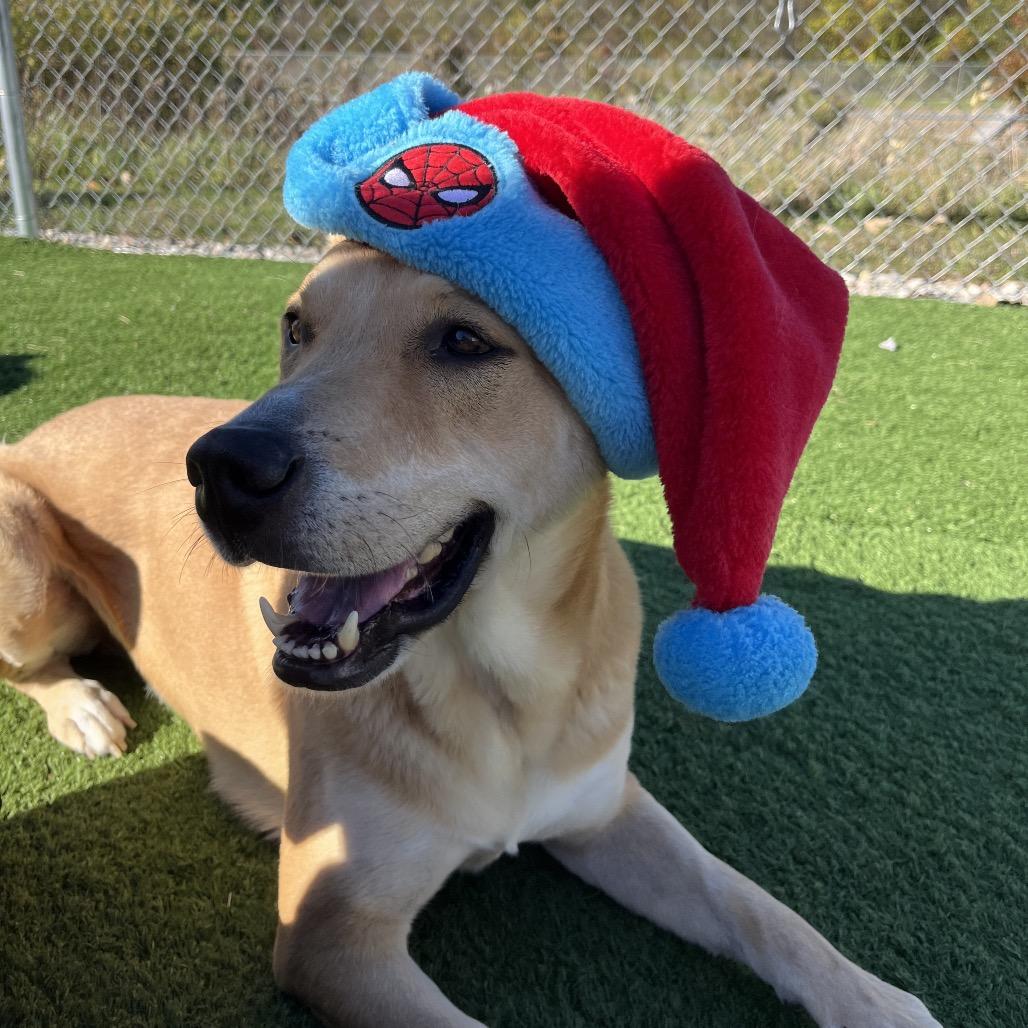 Enlarge English, a Adoptable Mixed Breed in Bristol, IN image 6/6