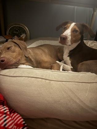 Enlarge Mariano, a Adoptable mixed breed in Washington, DC image 1/3