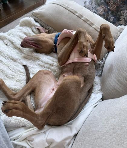 Enlarge Mariano, a Adoptable mixed breed in Washington, DC image 2/3