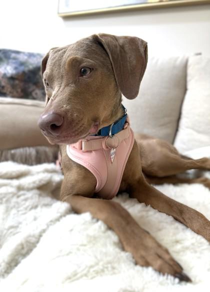 Enlarge Mariano, a Adoptable mixed breed in Washington, DC image 3/3