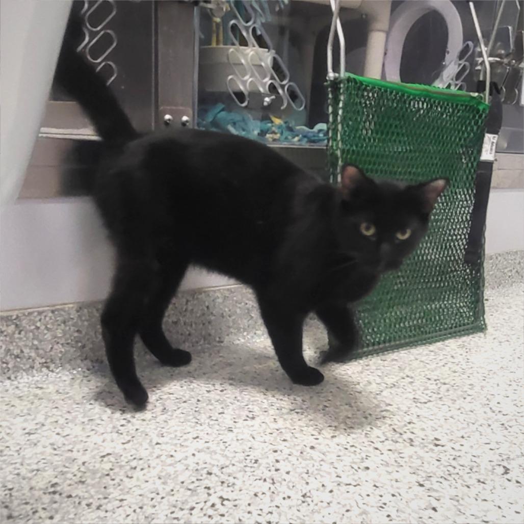 Enlarge Cosmo, a Adoptable Domestic Medium Hair in Fort Wayne, IN image 1/3