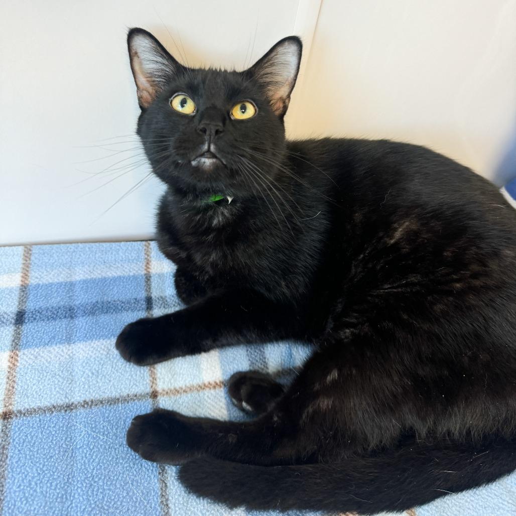 Enlarge Cosmo, a Adoptable Domestic Medium Hair in Fort Wayne, IN image 2/3