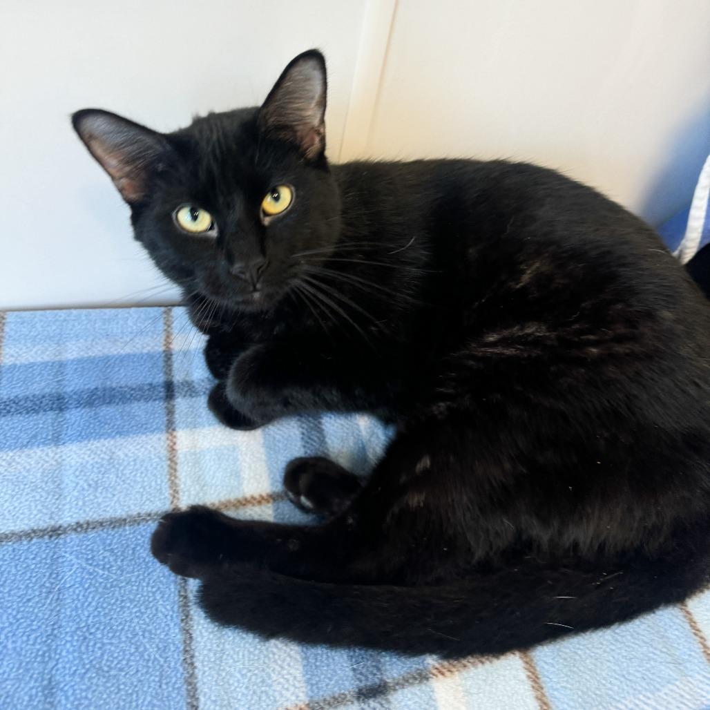 Enlarge Cosmo, a Adoptable Domestic Medium Hair in Fort Wayne, IN image 3/3