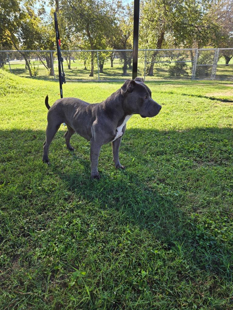 Doritos, a Adoptable Pit Bull Terrier in Seguin, TX image 1/4