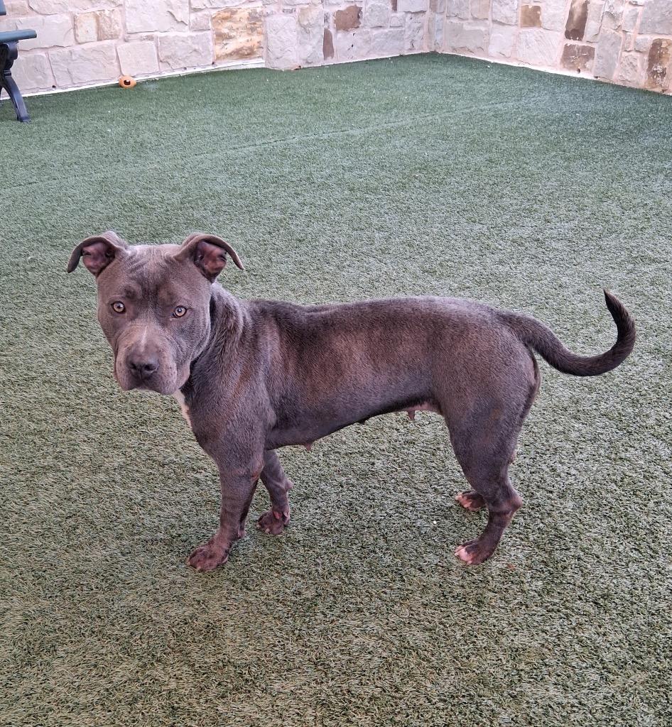 Doritos, a Adoptable Pit Bull Terrier in Seguin, TX image 2/4