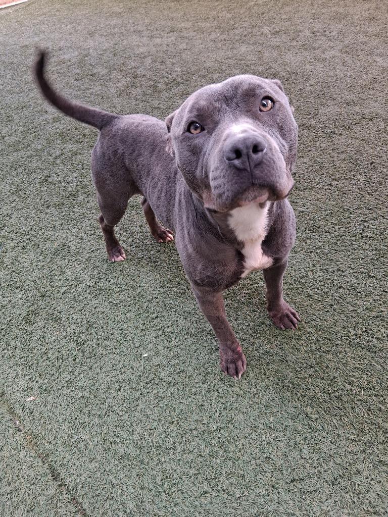 Doritos, a Adoptable Pit Bull Terrier in Seguin, TX image 4/4