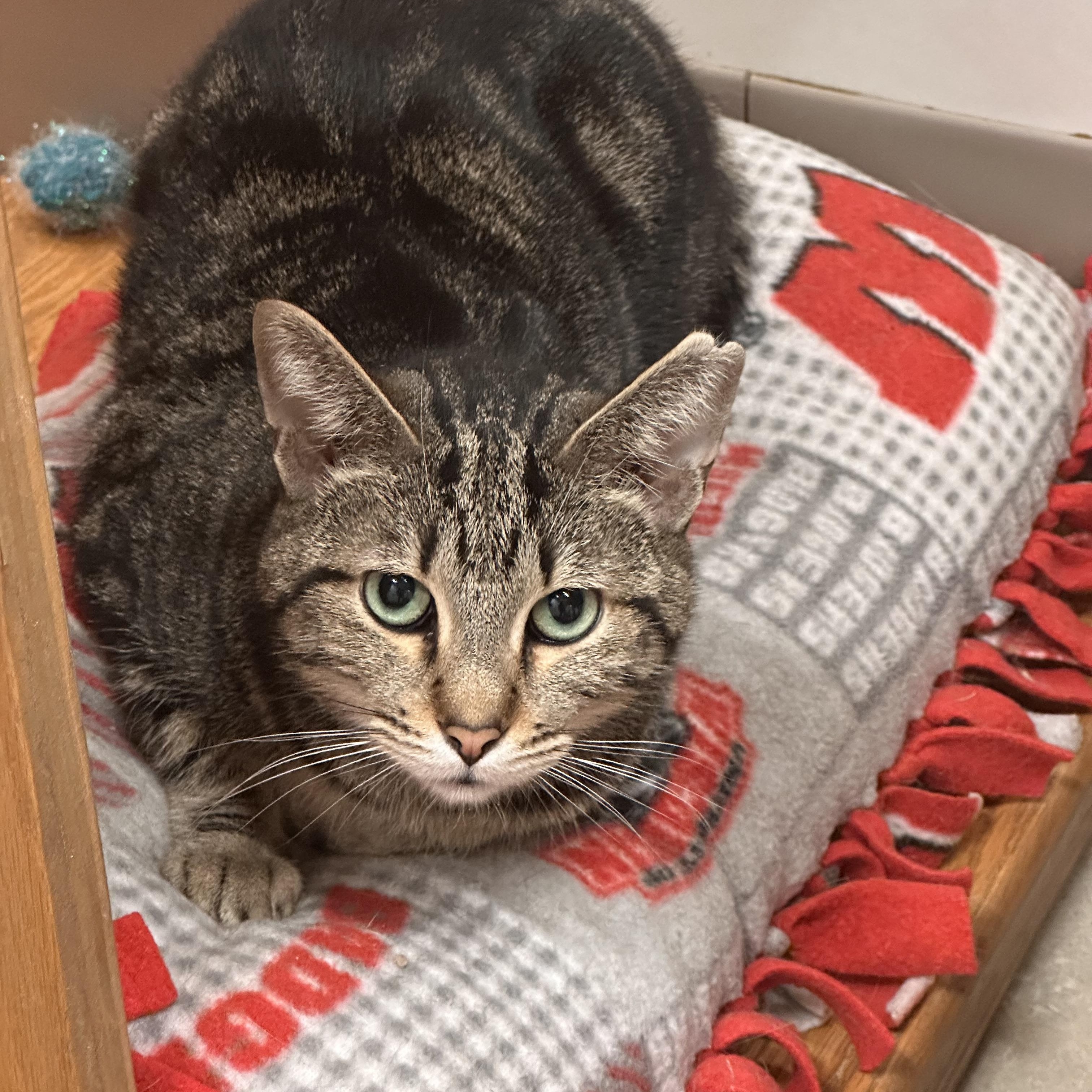 Enlarge Conversation Hearts, a Adoptable Tabby in Chicago, IL image 1/1