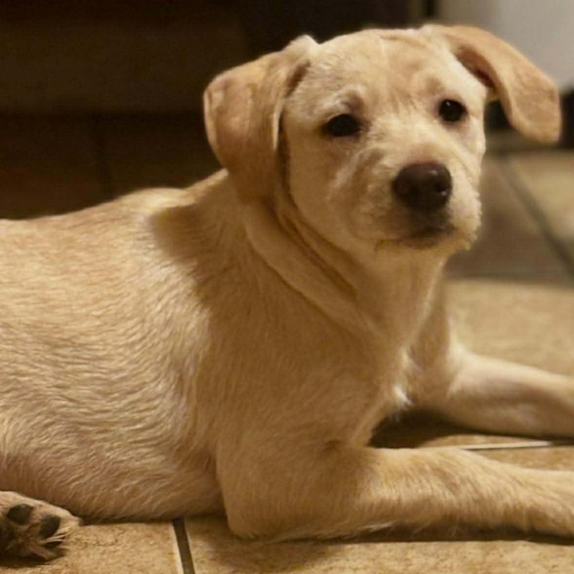 Enlarge Piglet, a ADOPTABLE mixed breed in Yaphank, NY image 1/4