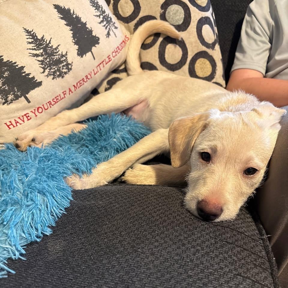 Enlarge Piglet, a ADOPTABLE mixed breed in Yaphank, NY image 2/4