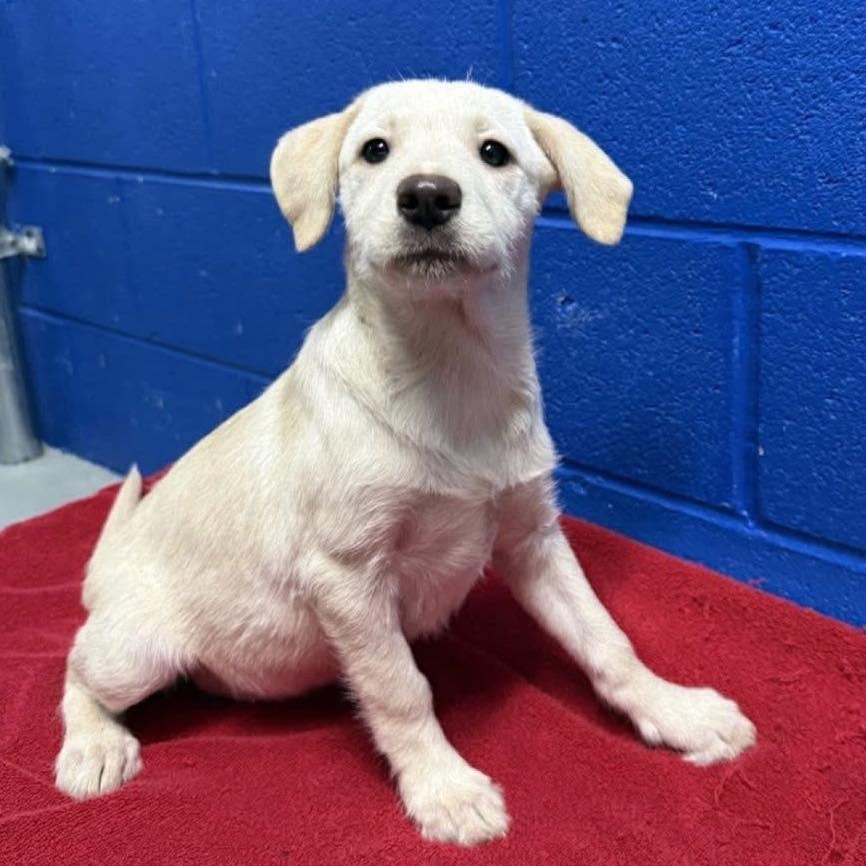 Enlarge Piglet, a ADOPTABLE mixed breed in Yaphank, NY image 3/4