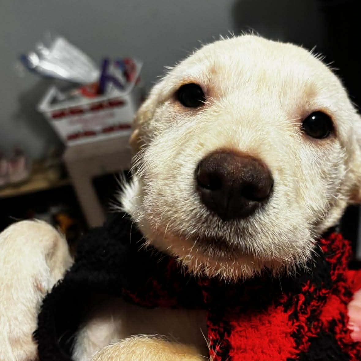 Enlarge Piglet, a ADOPTABLE mixed breed in Yaphank, NY image 4/4