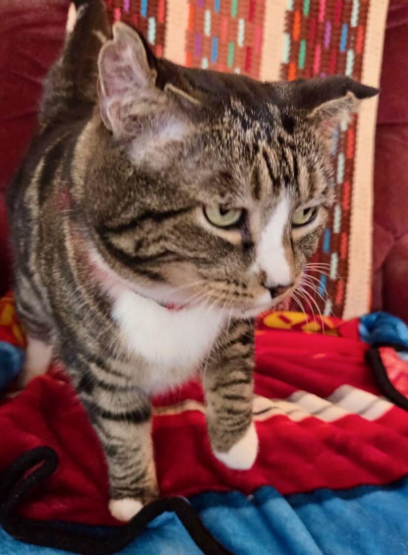 Sparky, a Adoptable Tabby in Hood River, OR image 3/4