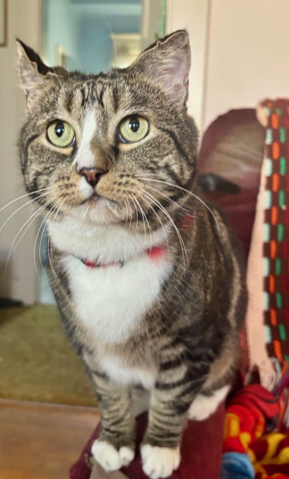Sparky, a Adoptable Tabby in Hood River, OR image 1/4