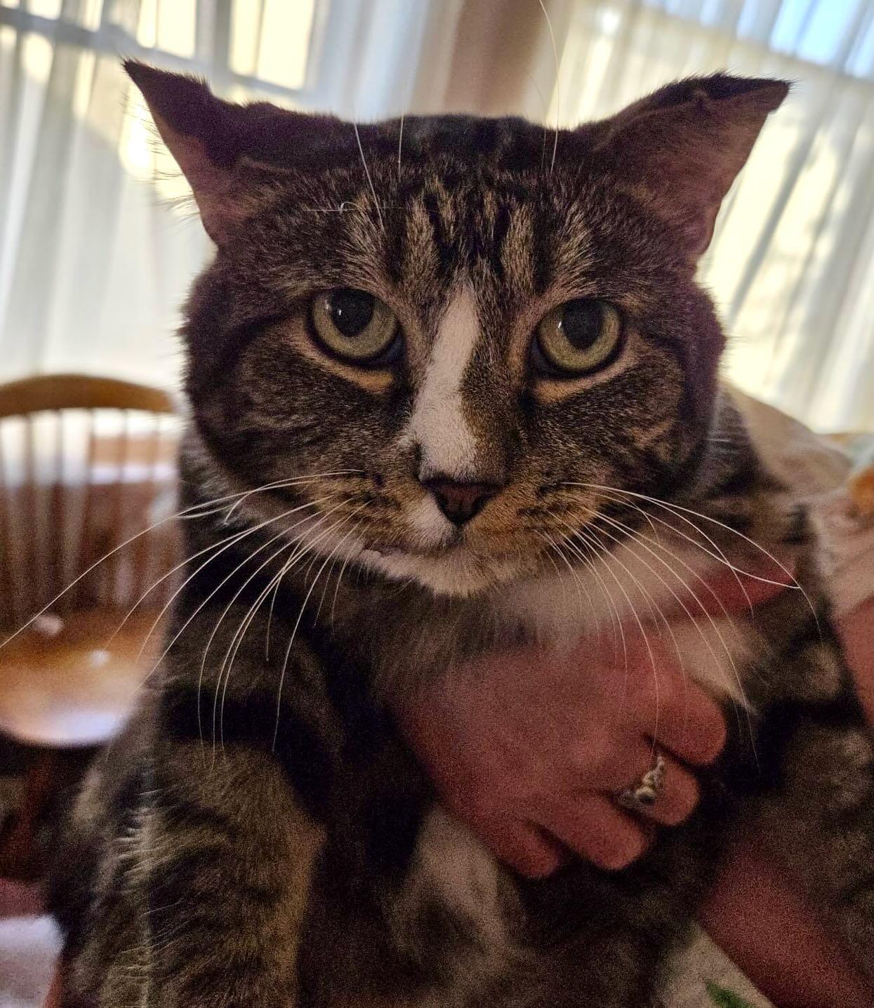 Sparky, a Adoptable Tabby in Hood River, OR image 4/4