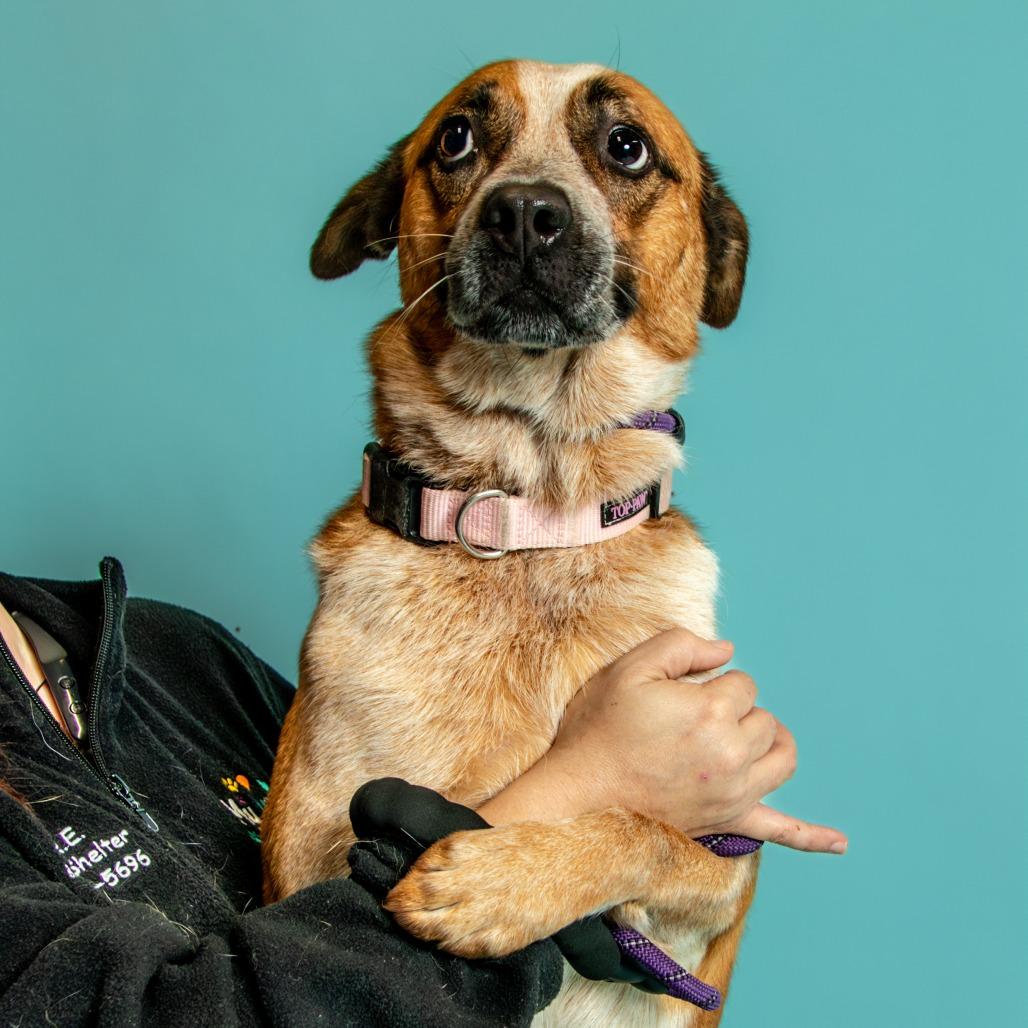 Sydney, Adoptable, Adult Female Cattle Dog.