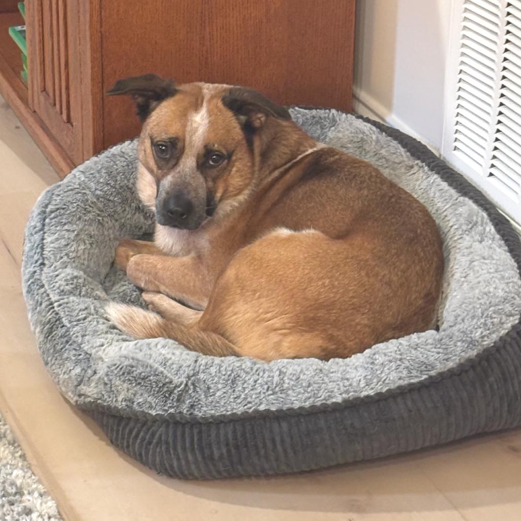 Enlarge Sydney, a Adoptable Cattle Dog in Jefferson city, TN image 3/4