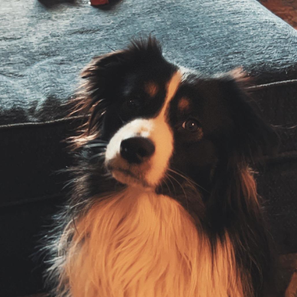 Zero, Adoptable, Adult Male Australian Shepherd.